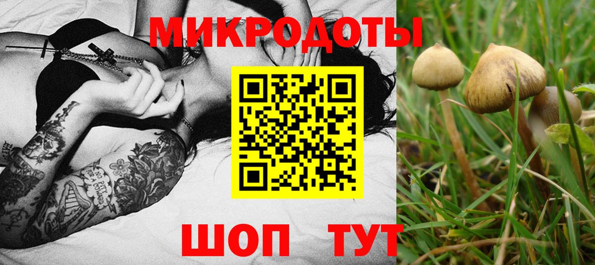 Галлюциногенные грибы Psilocybe Гуково